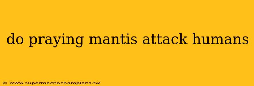 do praying mantis attack humans