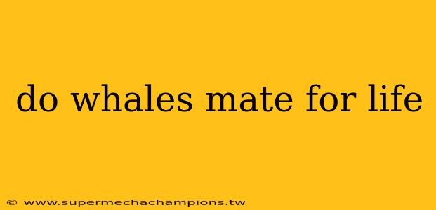 do whales mate for life