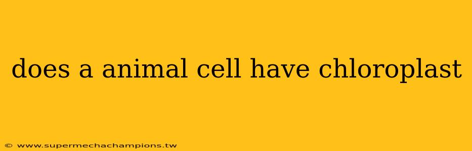 does a animal cell have chloroplast