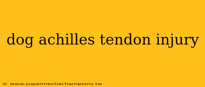 dog achilles tendon injury