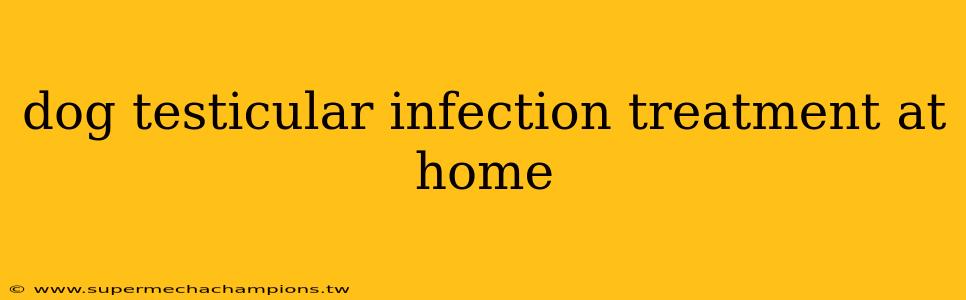 dog testicular infection treatment at home