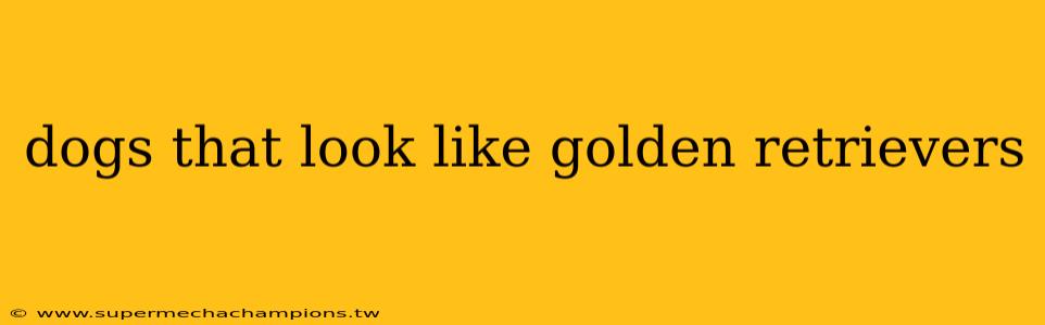 dogs that look like golden retrievers
