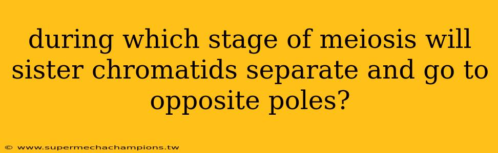 during which stage of meiosis will sister chromatids separate and go to opposite poles?