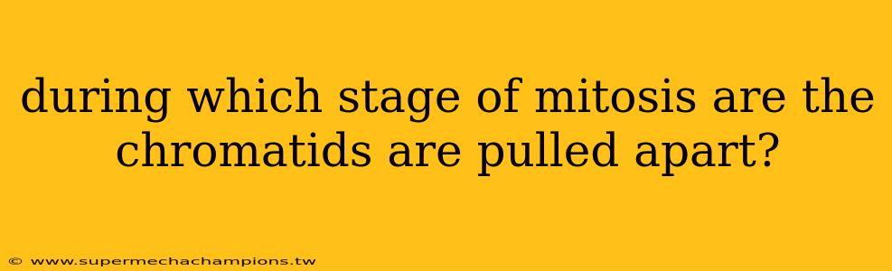 during which stage of mitosis are the chromatids are pulled apart?