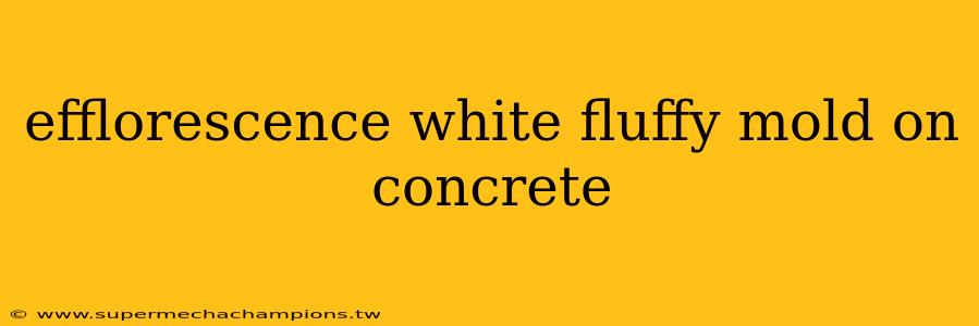 efflorescence white fluffy mold on concrete