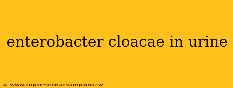 enterobacter cloacae in urine