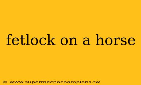 fetlock on a horse