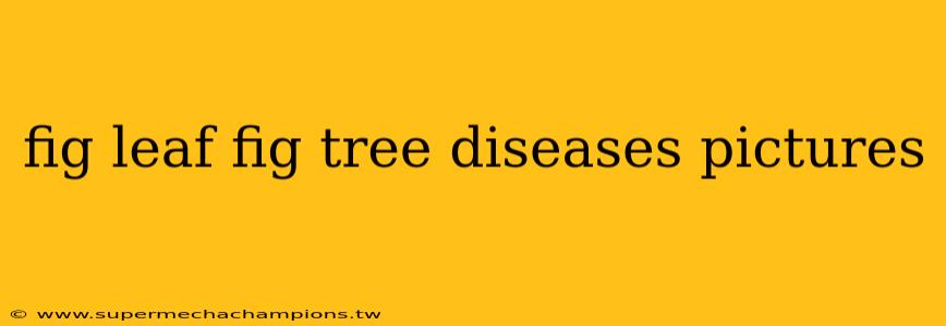 fig leaf fig tree diseases pictures