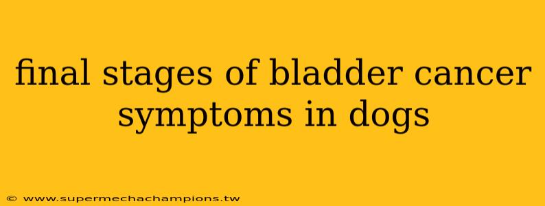 final stages of bladder cancer symptoms in dogs