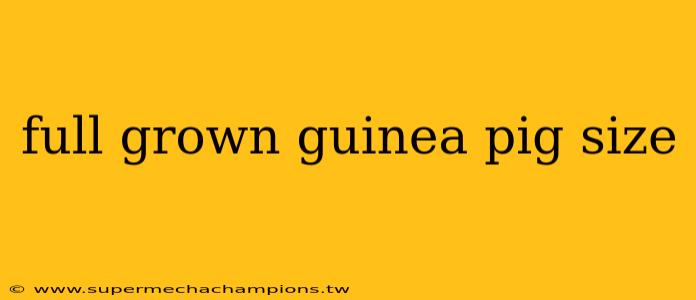 full grown guinea pig size