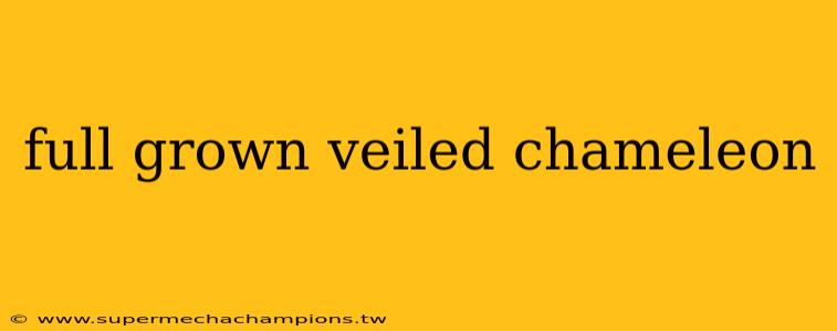 full grown veiled chameleon