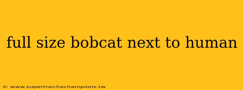 full size bobcat next to human