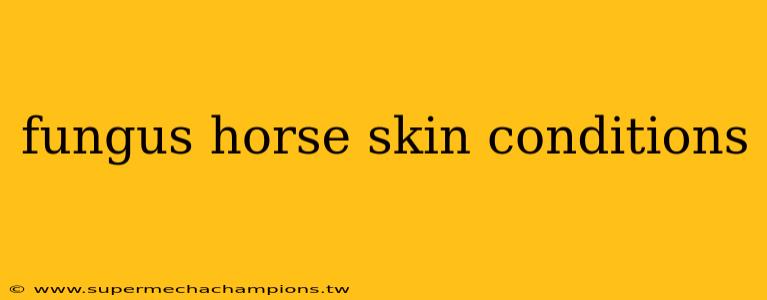 fungus horse skin conditions