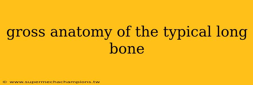 gross anatomy of the typical long bone