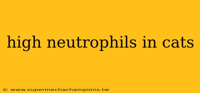 high neutrophils in cats