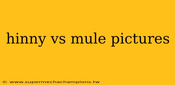 hinny vs mule pictures