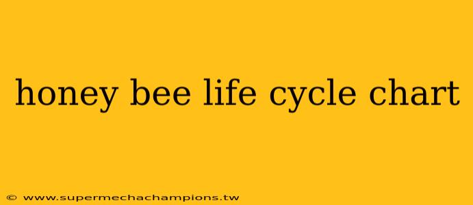 honey bee life cycle chart