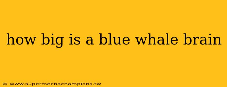 how big is a blue whale brain