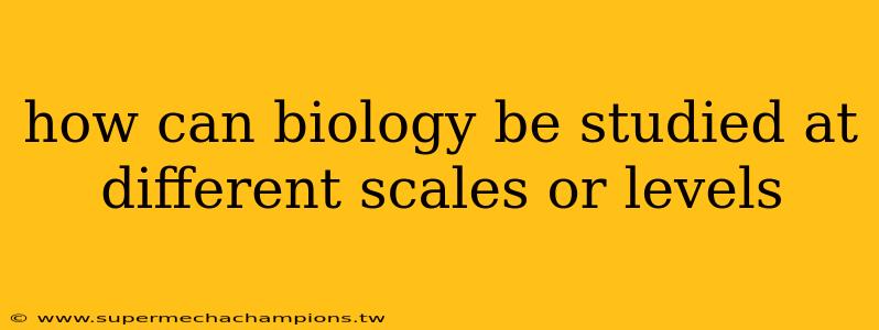 how can biology be studied at different scales or levels