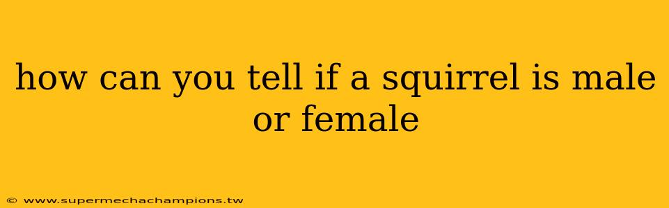 how can you tell if a squirrel is male or female