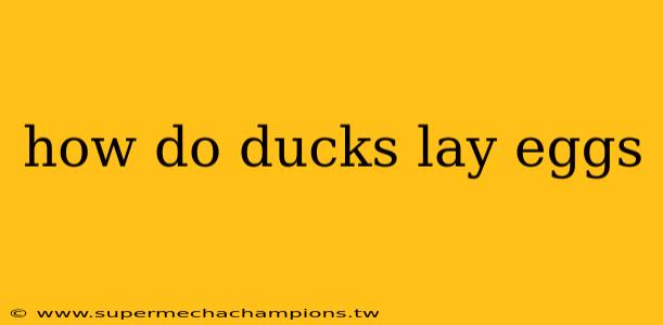 how do ducks lay eggs
