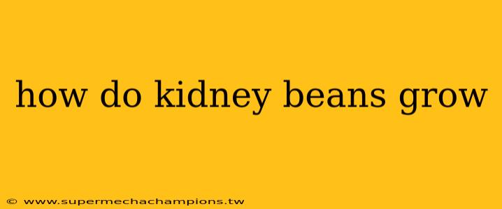 how do kidney beans grow