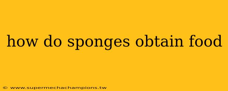 how do sponges obtain food