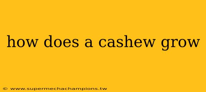 how does a cashew grow
