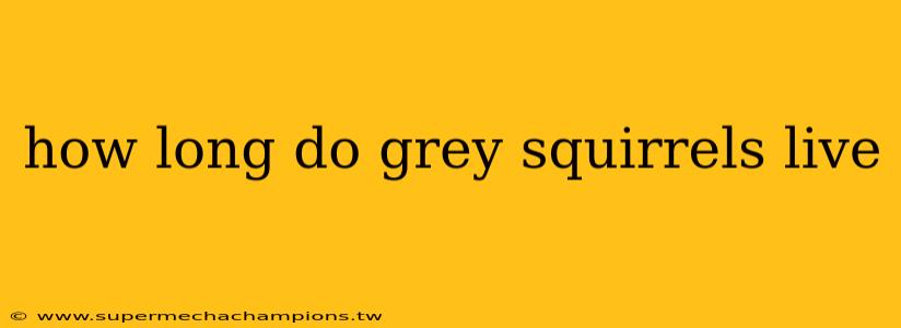 how long do grey squirrels live