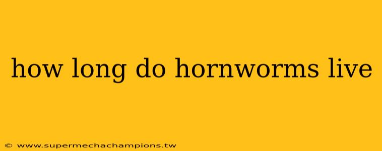 how long do hornworms live