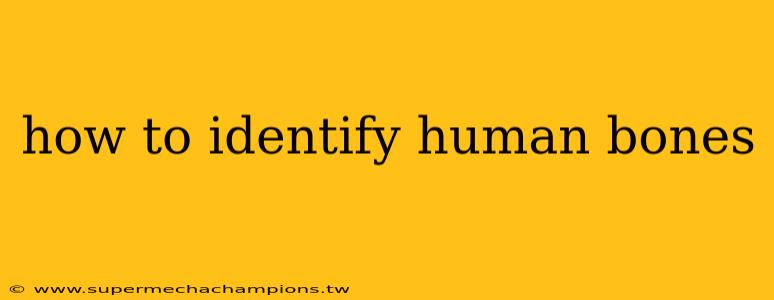 how to identify human bones