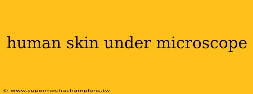 human skin under microscope