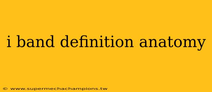 i band definition anatomy