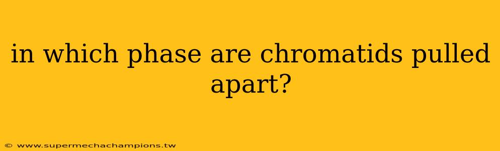in which phase are chromatids pulled apart?