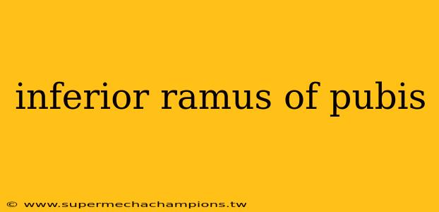 inferior ramus of pubis