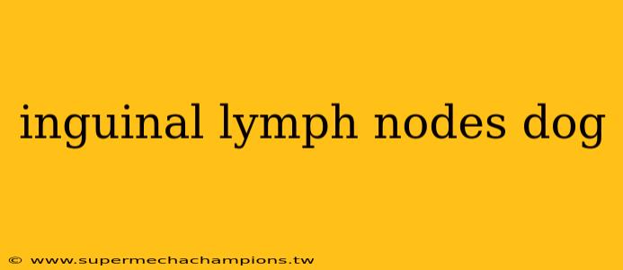 inguinal lymph nodes dog
