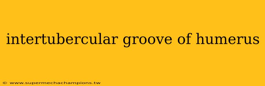 intertubercular groove of humerus