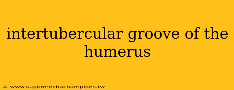 intertubercular groove of the humerus