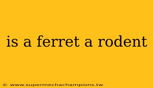 is a ferret a rodent