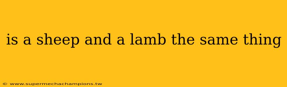 is a sheep and a lamb the same thing