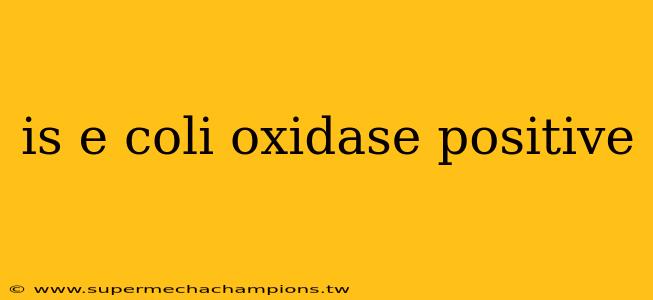 is e coli oxidase positive