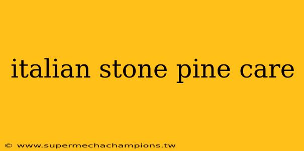 italian stone pine care