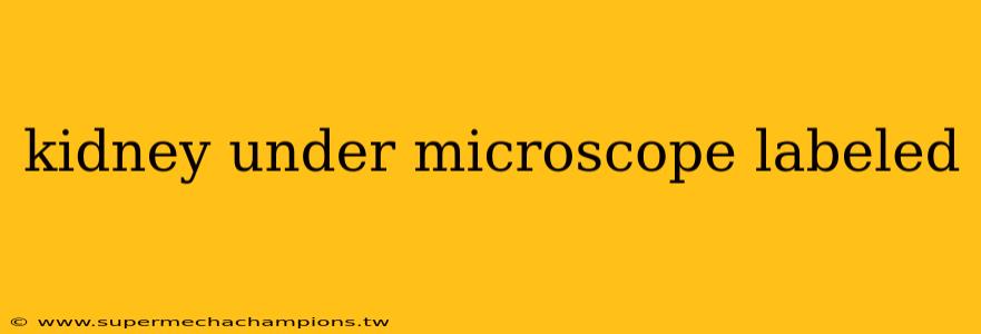 kidney under microscope labeled