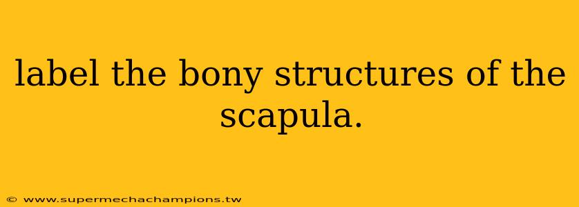 label the bony structures of the scapula.