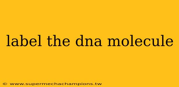 label the dna molecule