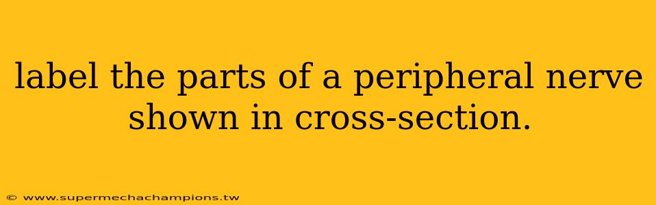 label the parts of a peripheral nerve shown in cross-section.