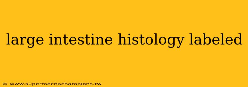 large intestine histology labeled