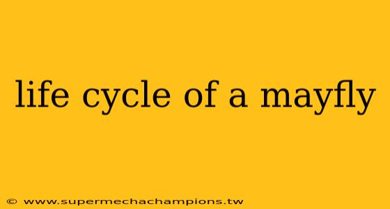 life cycle of a mayfly
