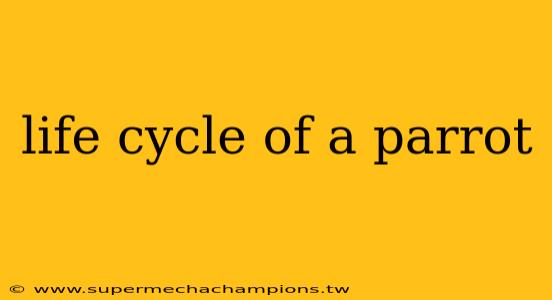 life cycle of a parrot