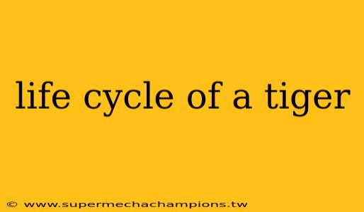 life cycle of a tiger